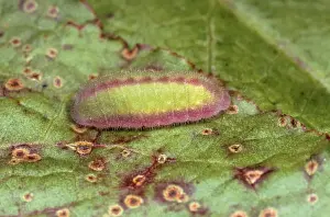 Lycaena Phlaeas Images Prints: Small Copper Butterfly - larvae