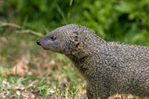 Small Grey Mongoose - Widespread in Cape Provinces south of the Orange River Small Grey Mongoose - Widespread in Cape Provinces south of the Orange River
