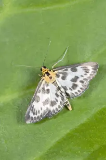 Nature Photography Artwork Prints: Small Magpie Moth