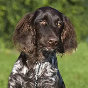 Prints of ME-2052 Dog - Small Munsterlander Also known as Kleiner Munsterlander Vorstehhund, Heidewachtel Pointer Prints: Small Munsterlander ME-2052 Print