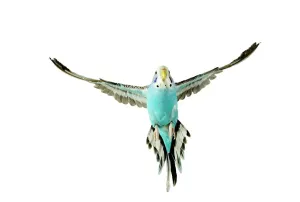 Small Pet Prints: Budgerigar in Flight Print
