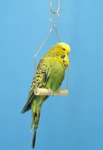 Small Pet Prints: Budgerigar Print on swing