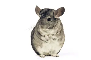 Small Pet Prints: Chinchilla LA-982 Print