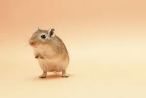 Gerbil JD-5683 Standing Print