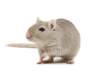 Gerbil Studio Print - Small Pets LA-8591
