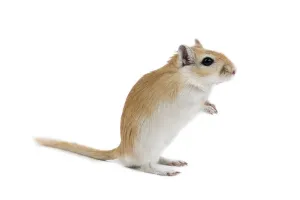 Gerbil Studio Print