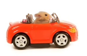 Prints of LA-3728 Hamster driving miniature sports convertible car Jean Michel Labat Exclusive: Not available for postcard use Exclusive Calomyscidae Prints: Hamster driving miniature sports convertible car Print