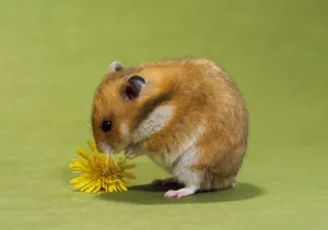 Johan De Meester Artwork Prints: Hamster - mini