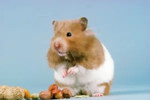 Prints of JD-7229 HAMSTER - and nuts John Daniels Please note that prints are for personal display purposes only and may not be reproduced in any way. Calomyscidae Prints: Small Pets Hamster Print JD-7229