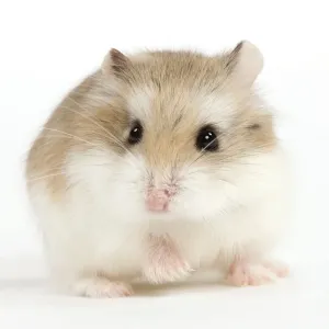 Prints of LA-8734 Hamster Roborovski Jean-Michel Labat Please note that prints are for personal display purposes only and may not be reproduced in anyway. Calomyscidae Prints: Roborovski Hamster Print (Small Pets)