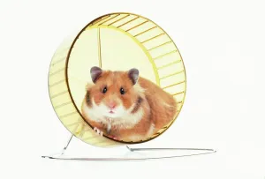 Prints of JD-12333 HAMSTER - on wheel John Daniels Please note that prints are for personal display purposes only and may not be reproduced in any way. Calomyscidae Prints: Hamster on Wheel Print