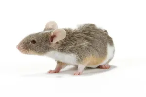 White Background Pets Prints: Pet Mouse - in studio