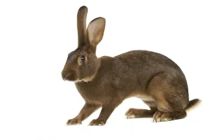 Belgian Hare Print