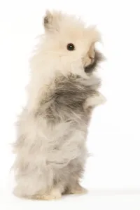 Small Pet Rabbits Prints: Rabbit - dwarf angora in studio