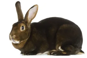 Small Pet Photography Prints: Rabbit - Rex Castor