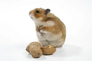 Prints of JD-18549 Syrian Hamster with walnuts Mesocricetus auratus John Daniels Please note that prints are for personal display purposes only and may not be reproduced in any way. Auratus Prints: Syrian Hamster with walnuts Print (JD-18549)