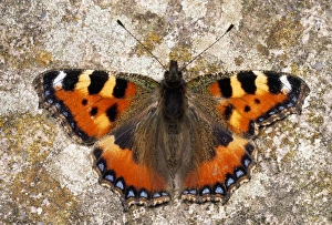 Small Tortoiseshell Butterfly - asymmetrical wings Small Tortoiseshell Butterfly - asymmetrical wings