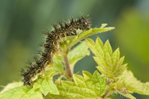 Small Tortoiseshell Butterfly caterpillar on nettle Small Tortoiseshell Butterfly caterpillar on nettle