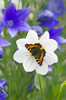 Small Tortoiseshell Butterfly - feeding on flower in garden Small Tortoiseshell Butterfly - feeding on flower in garden