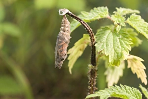Small Tortoiseshell Butterfly pupa Small Tortoiseshell Butterfly pupa