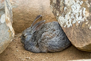 Smiths Red Rock Rabbit - resting up amongst boulders during day Smiths Red Rock Rabbit - resting up amongst boulders during day