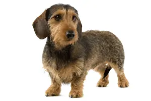 Smooth-haired Dachshund LA-3280 Wire-haired Dachshund Print