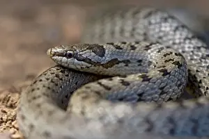Colubridae Family Snakes Prints: Smooth Snake