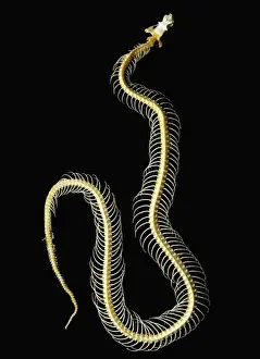 Prints of LA-81 Snake Skeleton Jean Michel Labat Please note that prints are for personal display purposes only and may not be reproduced in any way. Images Dated 16th March 2011: Snake Skeleton LA-81 Print