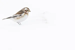 Snow Bunting - looking for food under the snow - Cairngorms National Park, Scotland Snow Bunting - looking for food under the snow - Cairngorms National Park, Scotland