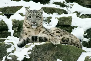 Prints of JD-3419 SNOW LEOPARD Uncia uncia John Daniels Please note that prints are for personal display purposes only and may not be reproduced in any way. Leopard Prints: Snow Leopard Print - Uncia uncia