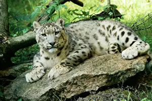 Prints of WAT-4569 Snow Leopard Uncia uncia M. Watson Please note that prints are for personal display purposes only and may not be reproduced in any way. Leopard Prints: Snow Leopard Print (WAT-4569)