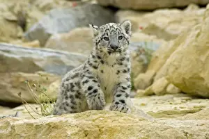 Snow Leopard Cub Prints: Snow Leopard - cub