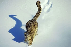 Images Dated 31st January 2005: Snow Leopard - Endangered Species, walking through the snow, tail up, with shadow, 4Mr345