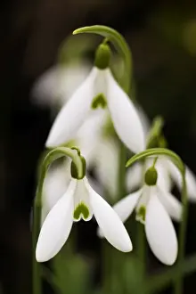 European Flower Photography Prints: Snowdrop