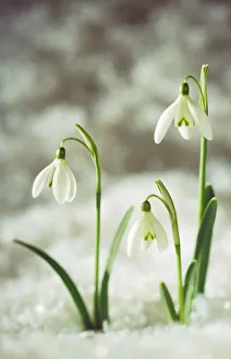 SNOWDROP - three flowers in snow SNOWDROP - three flowers in snow