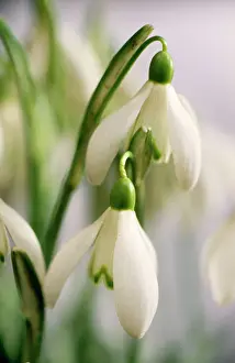 Galanthus Nivalis Images Prints: Snowdrops Close-up