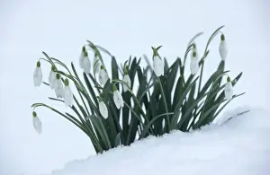 White Flowers In Snow Prints: Snowdrops In snow