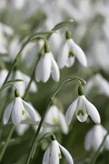 Snowdrops Print - Galanthus nivalis UK JD-18287