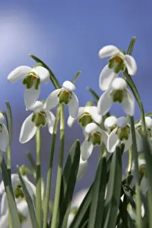 Nature Photography Prints UK Prints: Snowdrops - UK