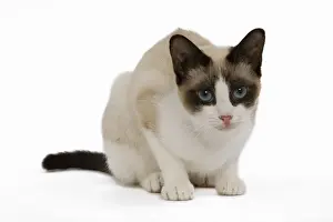 Domestic Cats Prints: Snowshoe Cat - in studio