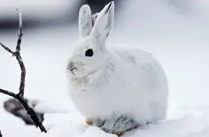 Prints of WAT-7659 Snowshoe HARE - in snow Lepus americanus M. Watson Please note that prints are for personal display purposes only and may not be reproduced in any way. Leporidae Prints: Snowshoe Hare Print - Lepus americanus in Snow