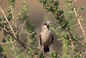 Peter Steyn Photography Prints: Sociable Weaver