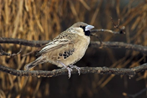 Sociable weaver - perched on branch Sociable weaver - perched on branch
