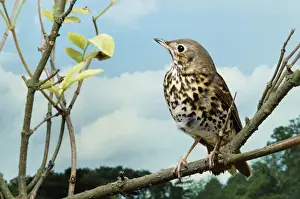 Song Thrush Print - Perched on a Branch