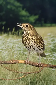Song Thrush - Singing Print
