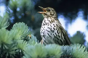 Song Thrush Print - Springtime Song