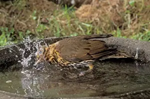 John Daniels Wildlife Photographer Prints: Song Thrush Using bird bath