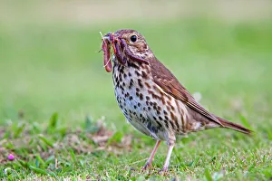 Song Thrush - with worms in mouth Song Thrush - with worms in mouth