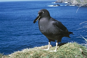 Sooty albatross - on cliff edge Sooty albatross - on cliff edge