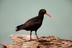 Sooty Oystercatcher - an uncommon marine species favouring undisturbed areas with rocks Sooty Oystercatcher - an uncommon marine species favouring undisturbed areas with rocks
